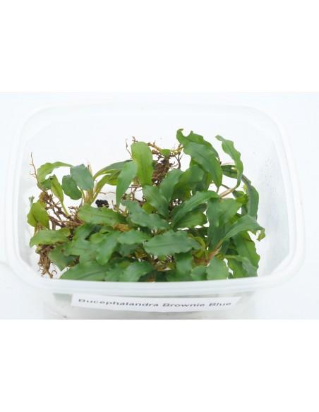 Bucephalandra Brownie Blue  - 1