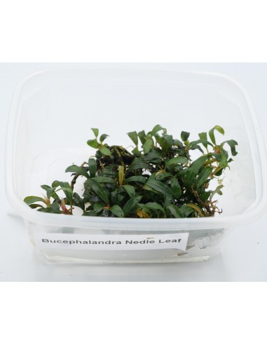 Bucephalandra Nedle Leaf  - 1