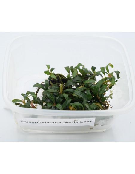 Bucephalandra Nedle Leaf  - 1