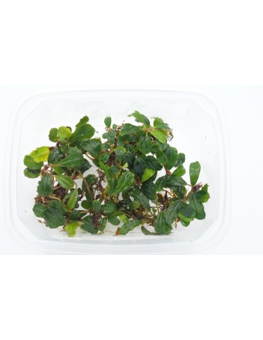 Bucephalandra Apple Leaf  - 1