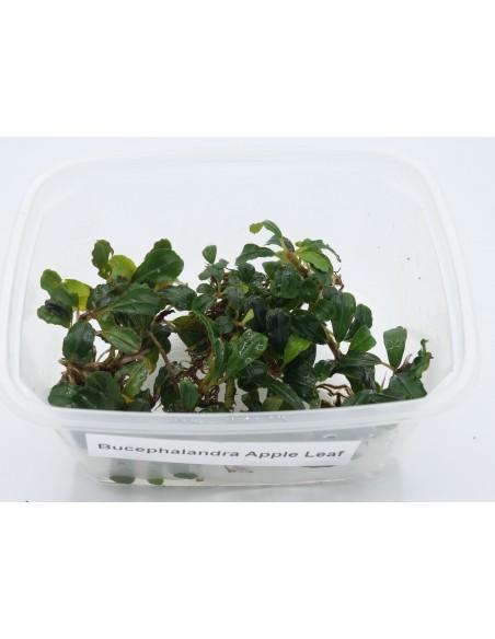 Bucephalandra Apple Leaf  - 2