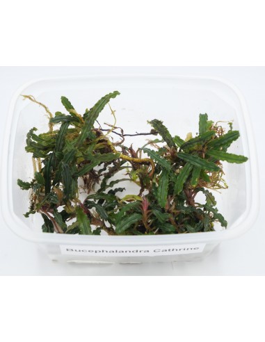 Bucephalandra Cathrine  - 1