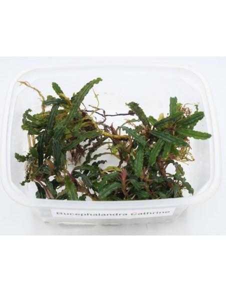 Bucephalandra Cathrine  - 1