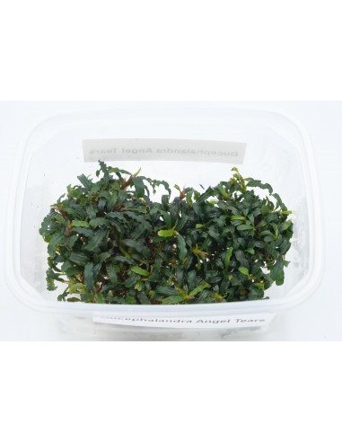 Bucephalandra Angel Tears  - 1