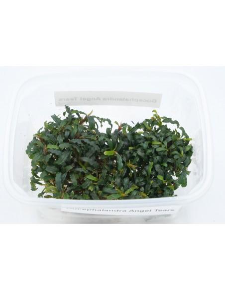 Bucephalandra Angel Tears  - 1