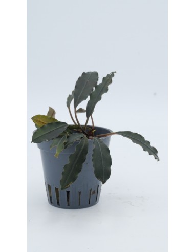 Bucephalandra Red purple  - 1