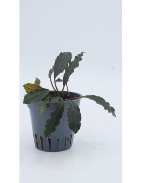 Bucephalandra Red purple  - 1