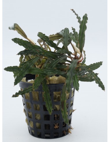 Bucephalandra Velvet  - 1