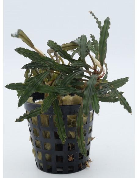 Bucephalandra Velvet  - 1