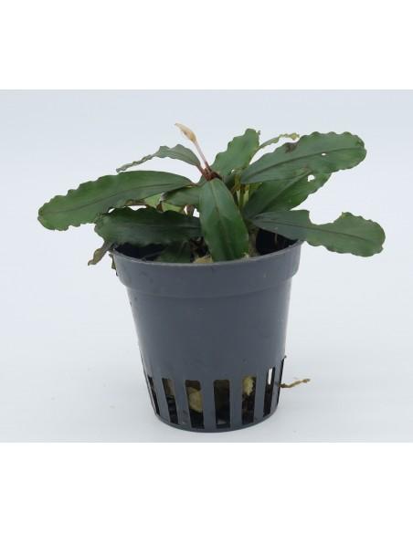 Bucephalandra Super blue  - 1