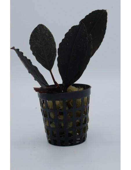 Bucephalandra Skeleton King  - 1