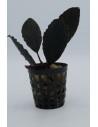Bucephalandra skeleton king  - 1