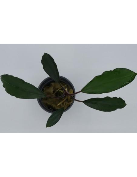 Bucephalandra pearl grey  - 1