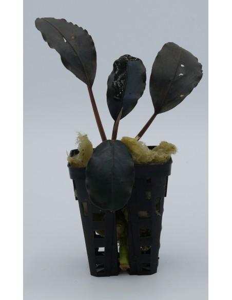 Bucephalandra Black Swan  - 1