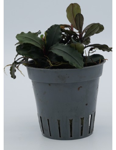 Bucephalandra Hades  - 1