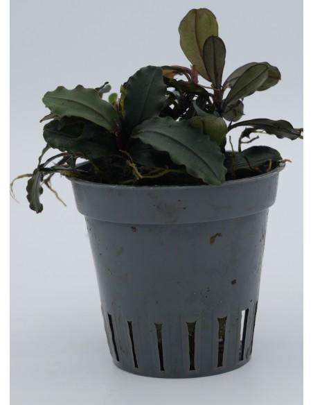 Bucephalandra Hades  - 1