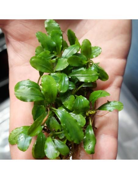 Bucephalandra Light Green  - 2
