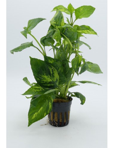 Nomaphila specie Variegata  - 1