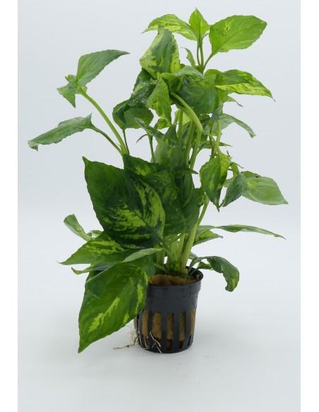 Nomaphila specie Variegata  - 1