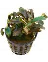 Bucephalandra Red Theia  - 1