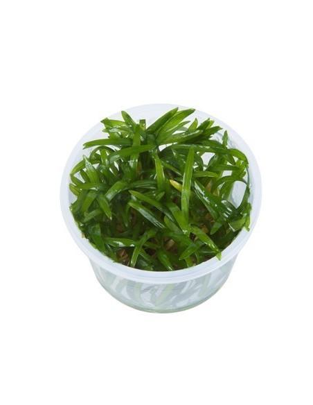 Sagittaria subulata - in vitro  - 1