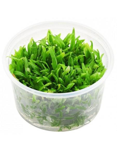 Hygrophila Corymbosa Thailand - in vitro  - 1
