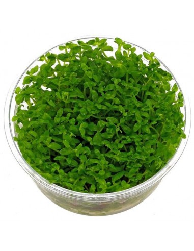 Bacopa australis - in vitro  - 1