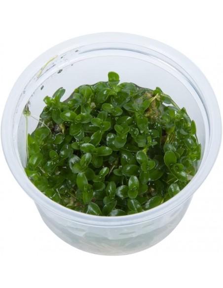 Bacopa Caroliniana - Invitro  - 2