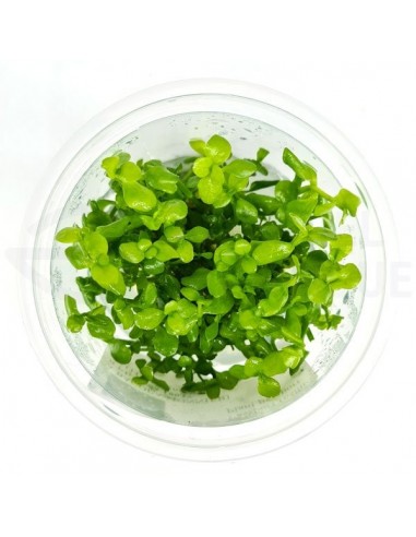 Bacopa Crenata - Plante d'aquarium in vitro