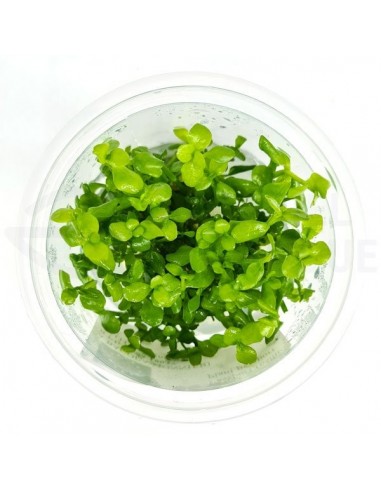 Bacopa Crenata - Invitro  - 1