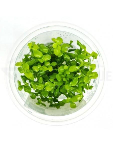 Bacopa Crenata - Invitro  - 1