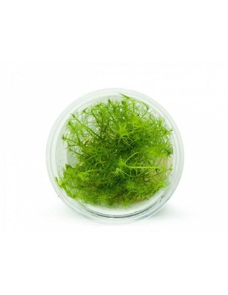 Bacopa Myriophylloides - Invitro  - 1