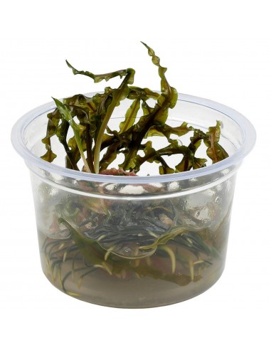 Cryptocoryne Crispatula - Invitro  - 1