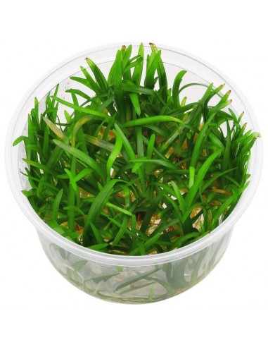 Echinodorus Tenellus 'BROAD Leaf' - Invitro  - 1
