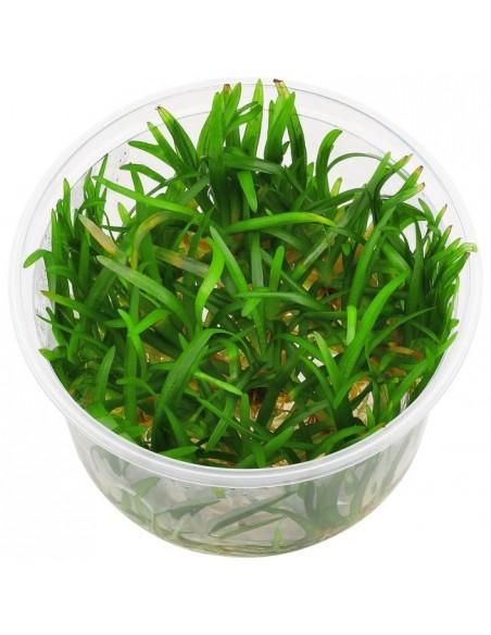 Echinodorus Tenellus 'BROAD Leaf' - Invitro  - 1