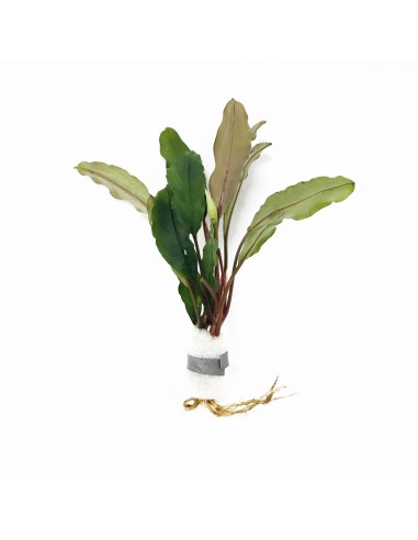 Bucephalandra Achilles Green  - 1