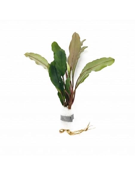 Bucephalandra Achilles Green  - 1