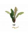 Bucephalandra Achilles Green  - 1
