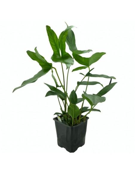 Anubias hastifolia - XL  - 1