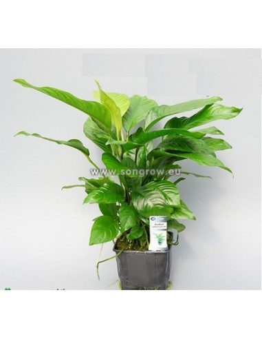 Anubias heterophylla - XL  - 1