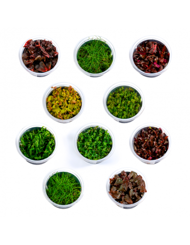 Set van in vitro pots  - 1