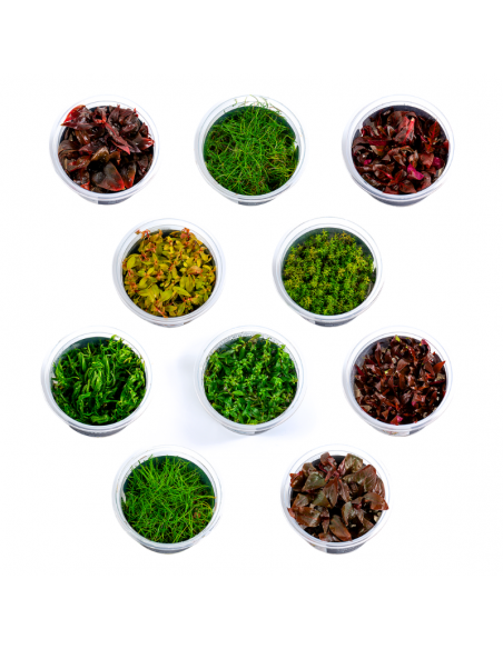 Set van in vitro pots  - 1