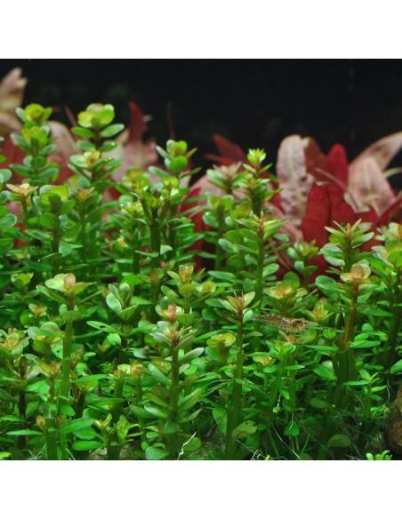 Rotala indica  - 1
