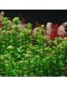 Rotala indica  - 1