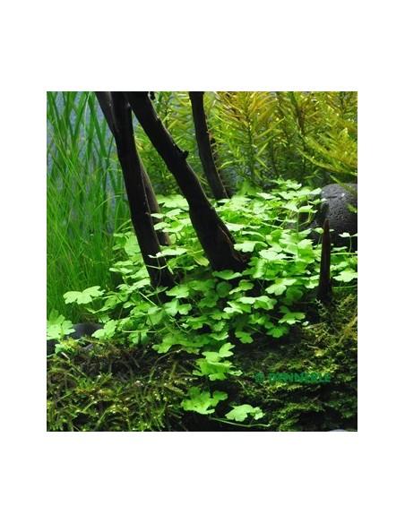 Tapis hydrocotyle cf. tripartita  - 1