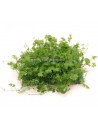 Hydrocotyle cf. tripartita mat  - 2