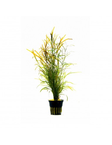 Pogostemon gayi  - 1