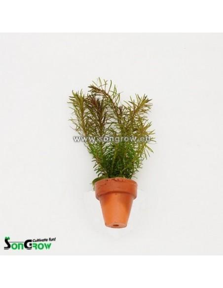 Rotala wallichii 3,50 €