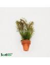 Rotala wallichii 3,50 €