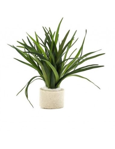 Eriocaulon Sp. Dong Ha  - 1